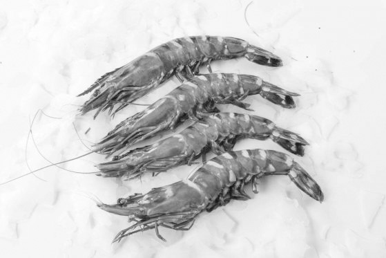 Viswinkel-Peter-Tol-Verse gambas witpoot gambas